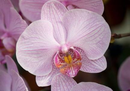 [orquidea1.jpg]