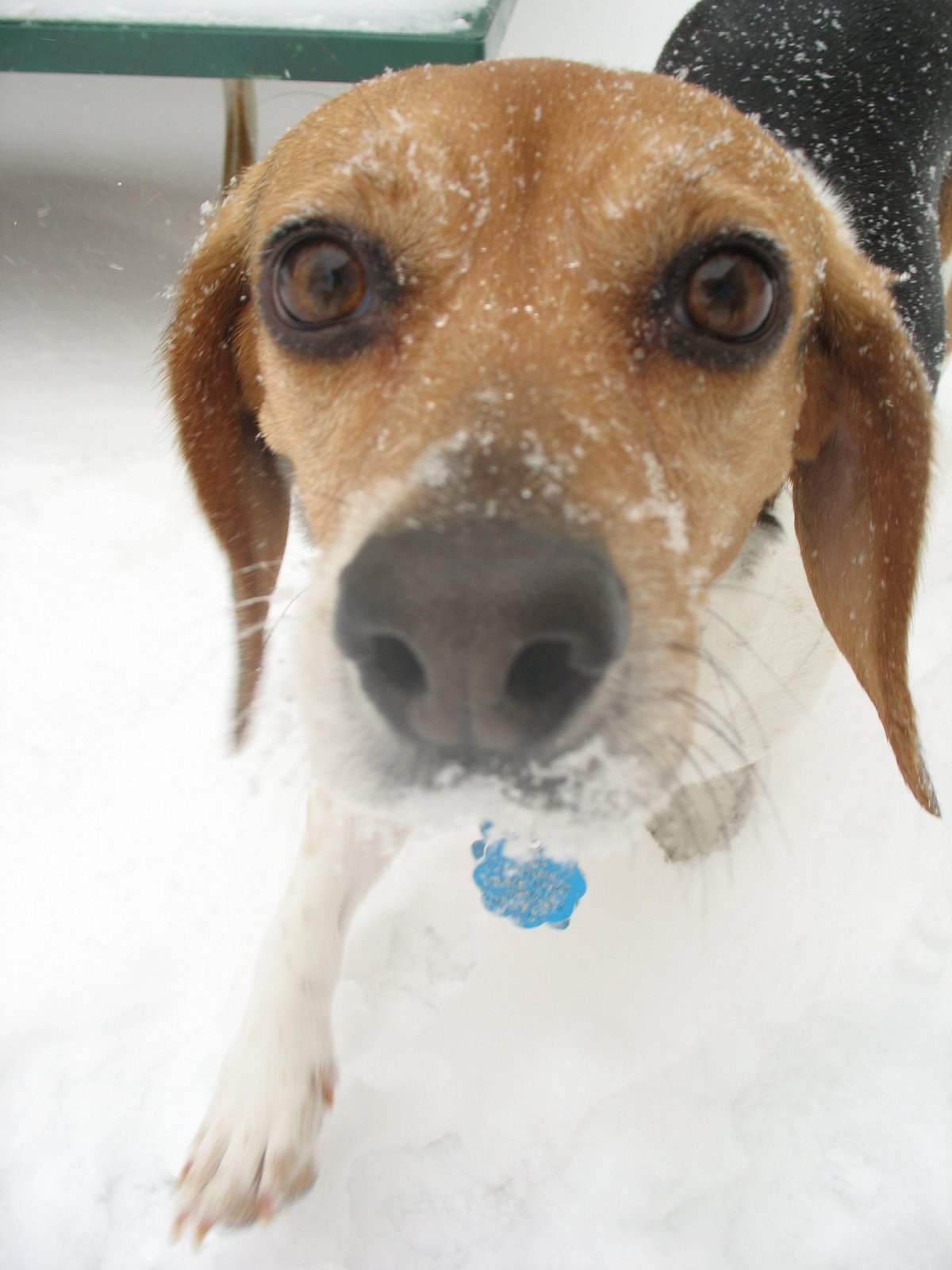 [snow+puppy.jpg]