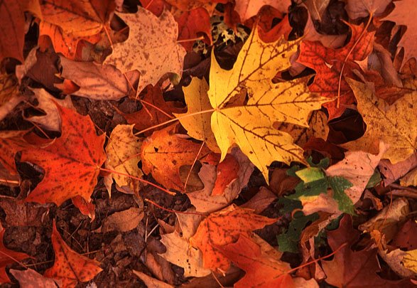 [fall-leaves.jpg]