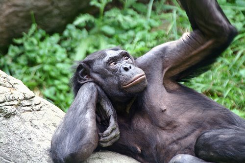 [bonobo2.jpg]