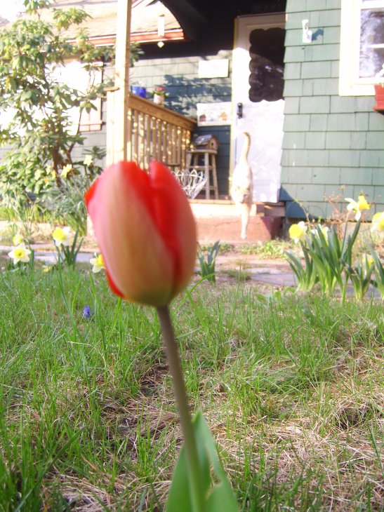 [tulip2.jpg]