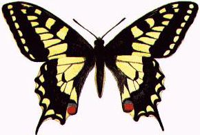 [butterfly.jpg]