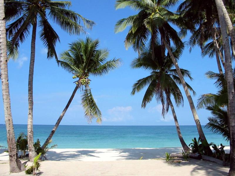 [goa-best-beach-boracay_palm_trees.jpg]