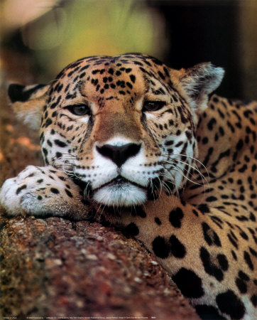 [jaguar+carita.jpg]