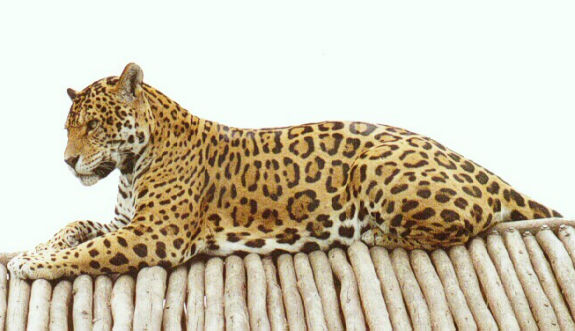 [jaguar+manxas.jpg]