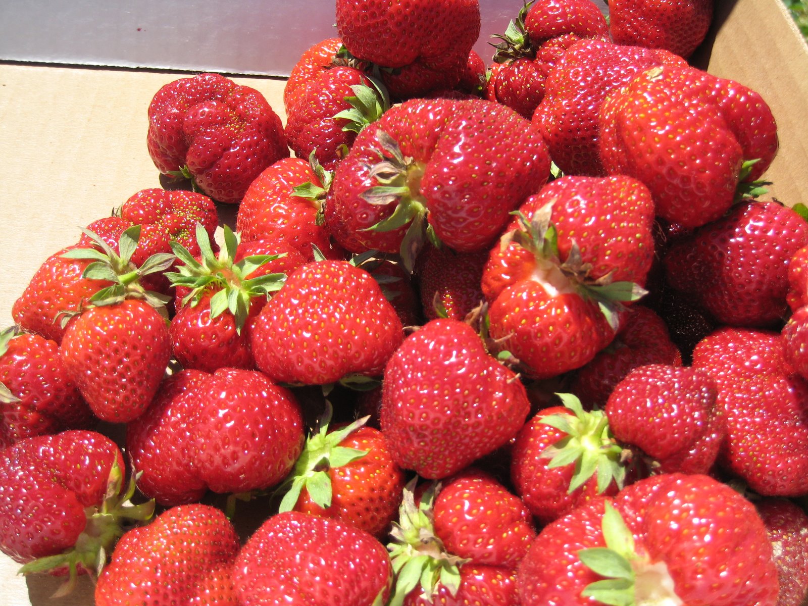 [strawberry+haul.JPG]