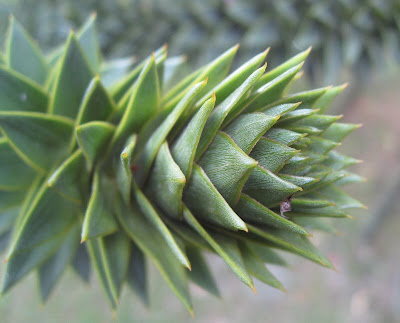 A close up of araucaria