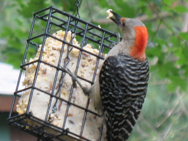 [red-bellied+woodpecker+5-25-08.jpg.JPG]