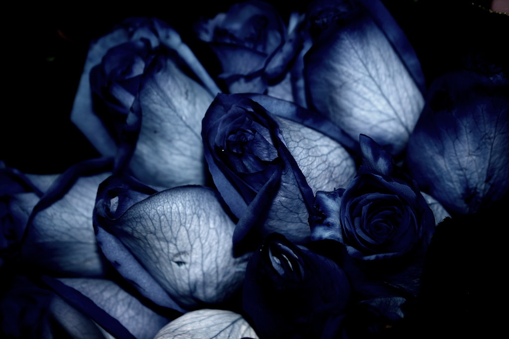 [Dark_Blue_Roses_in_Black_by_Pierre81385.jpg]