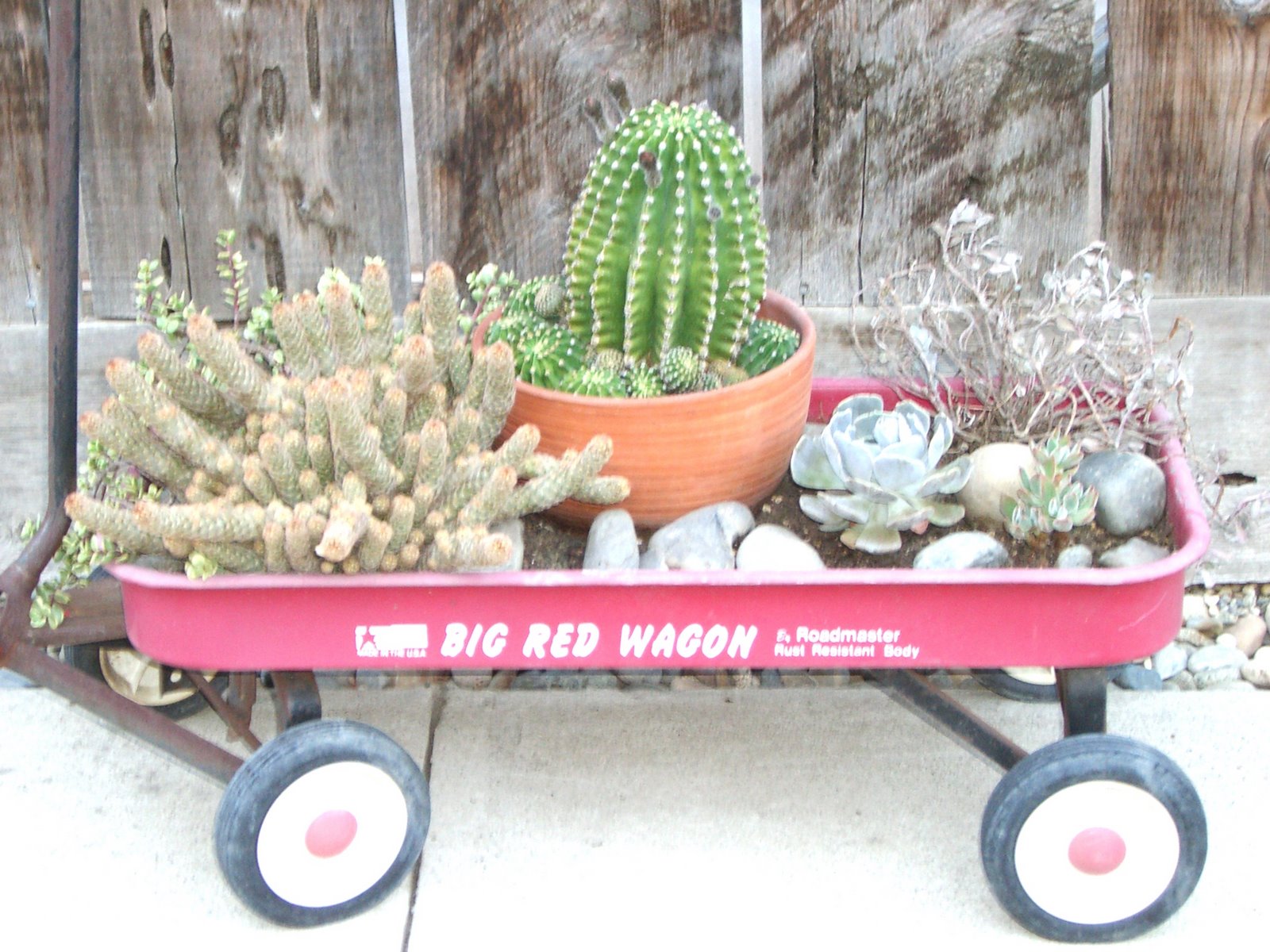 [Cacti+in++the+red+cart.JPG]