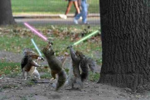 [squirrels+with+lightsabers.jpeg]