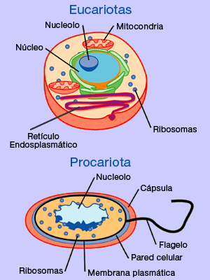 [eucariotas-procariotas[1].gif]