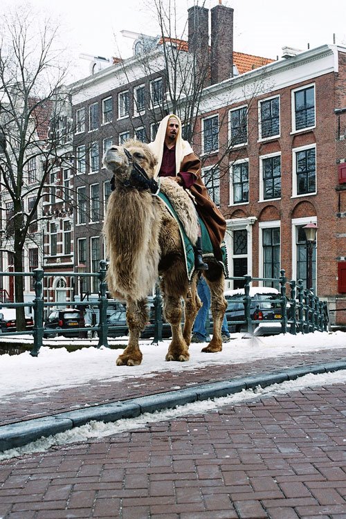 [camels-in-amsterdam.jpg]