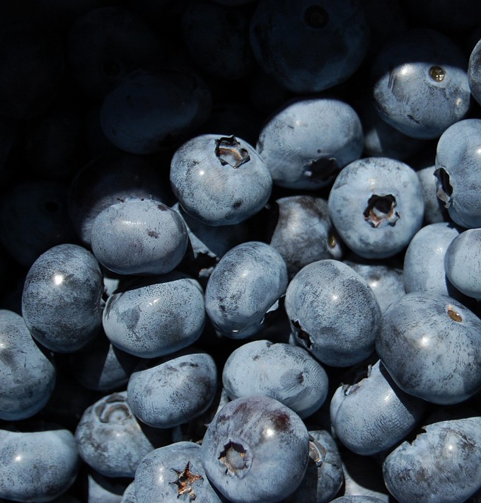 [blueberries.JPG]