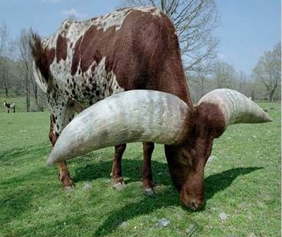 [ox+with+giant+horns.JPG]