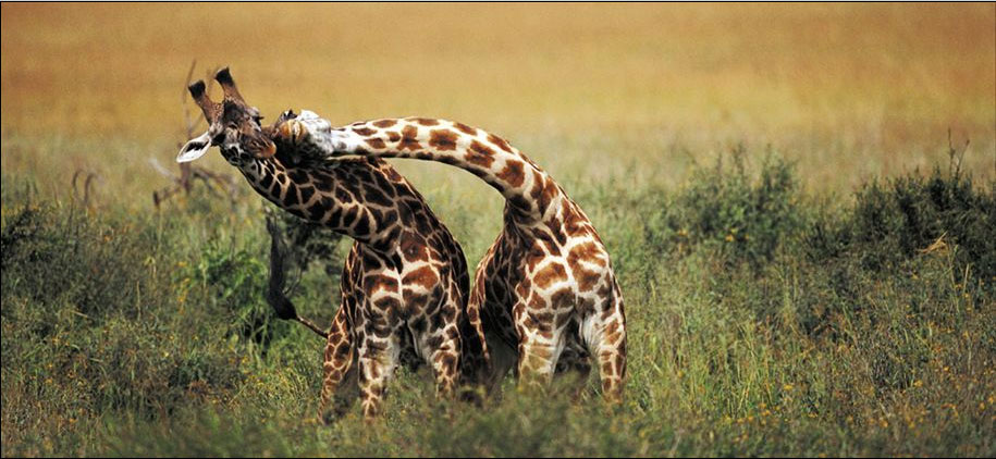 [courting+girafes.jpg]