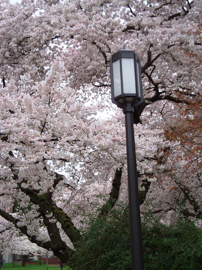 [Lamp+and+blossoms+pix.jpg]