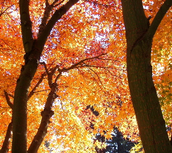 [Autumn+branches.jpg]