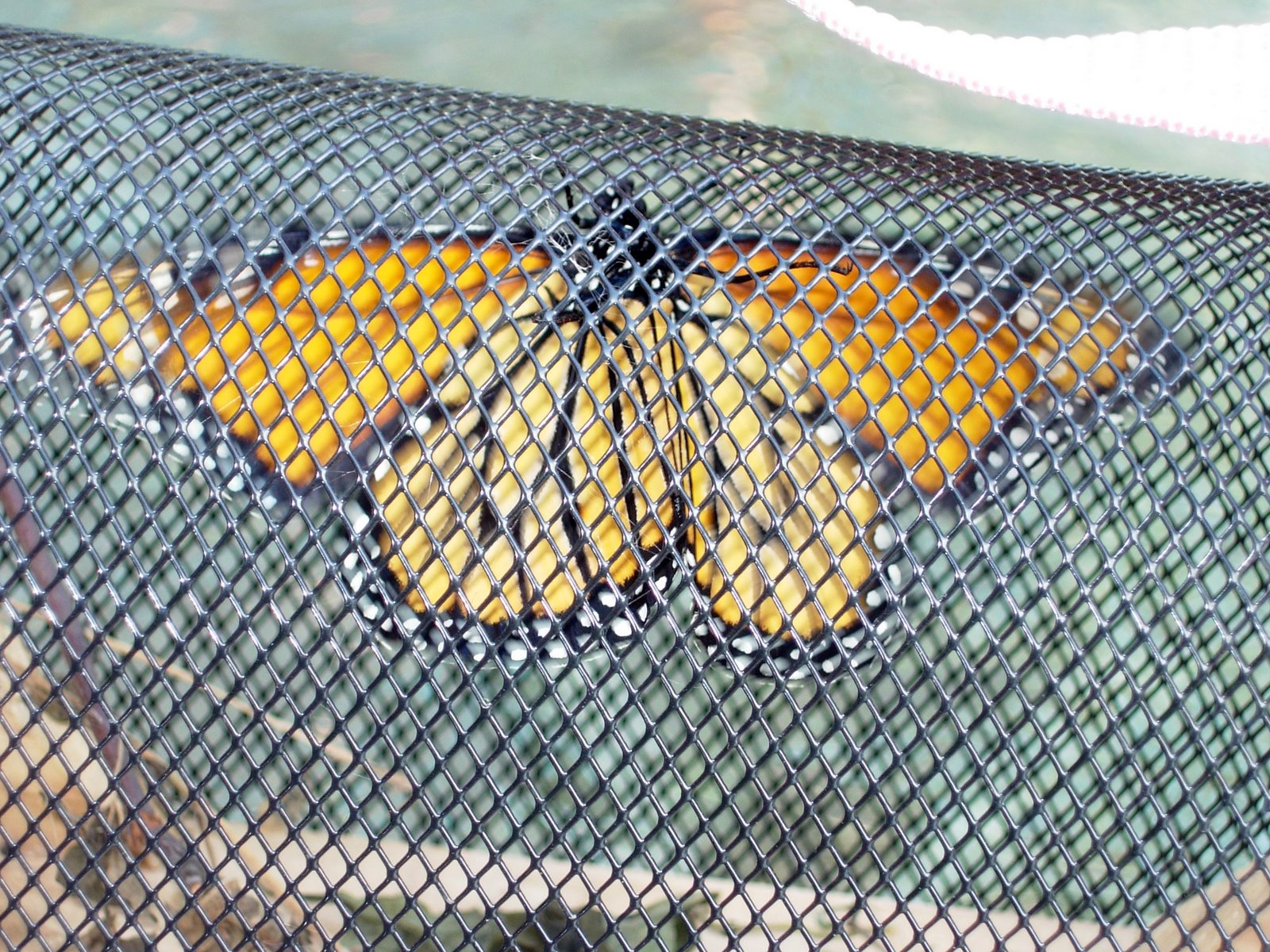 [butterfly2.jpg]