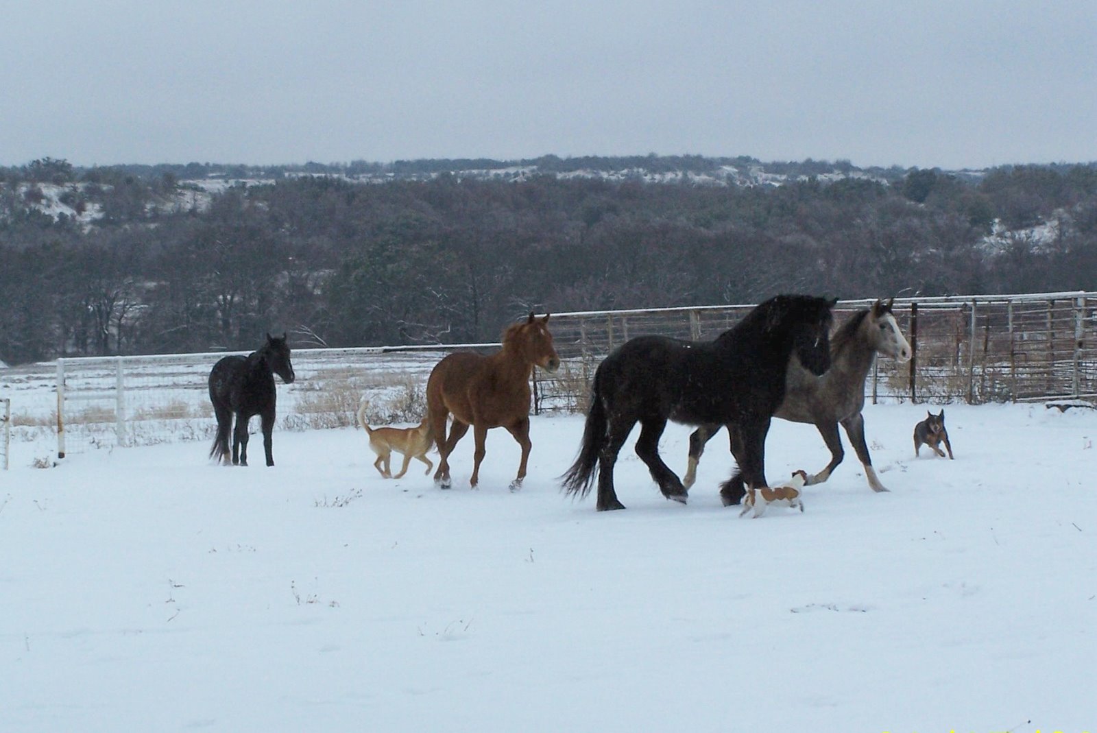 [Dogs+and+horses+playing+in+snow.jpg]
