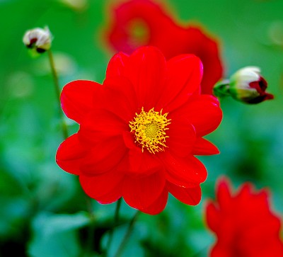 [Flor+vermelha+bonita.jpg]