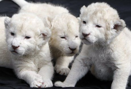 [white+lion+cubs.jpg]