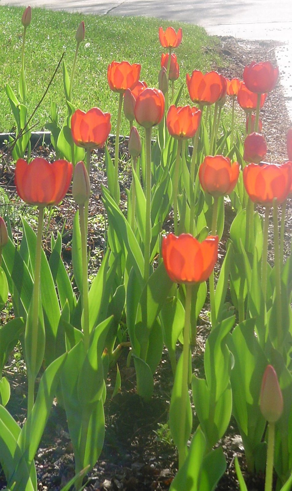 [tulips+01.jpg]