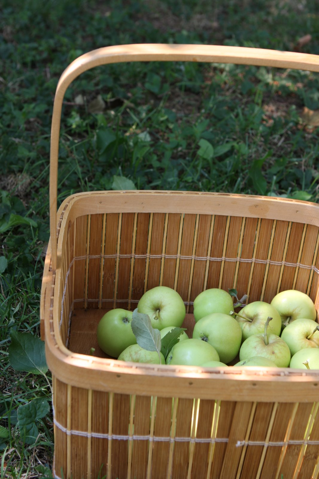 [apple+basket.JPG]