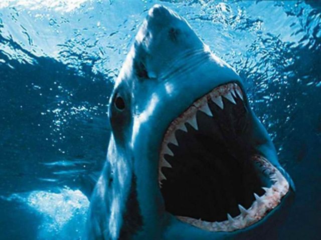 [JAWS+shark.jpg]