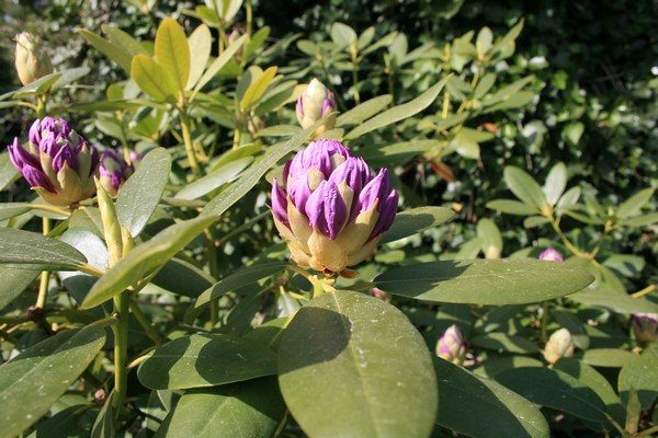 [Rhododendron+1.JPG]