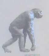 [Dryopithecus.jpg]