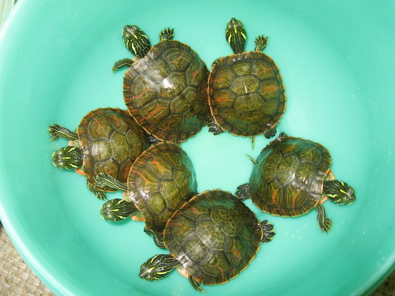 [redbellied_cooter2.jpg]