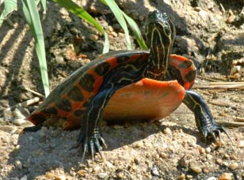 [northern_red_bellied_cooter2.jpg]