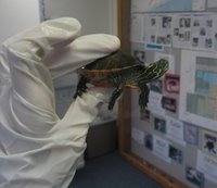 [northern_red_bellied_cooter4.jpg]