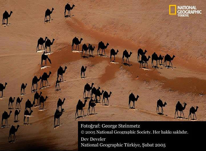 [Camels.jpg]