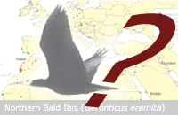 [northern_bald_ibis_icon.jpg]