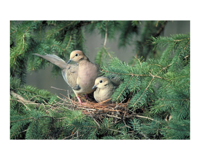 [10218817B~Mourning-Doves-Posters.jpg]