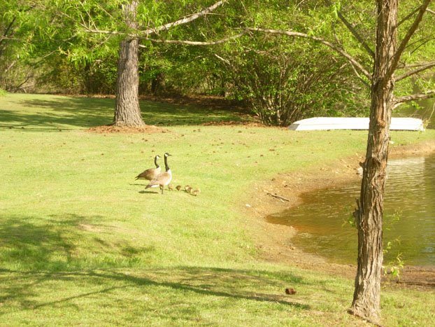 [canadian+geese+with+goslings.jpg]