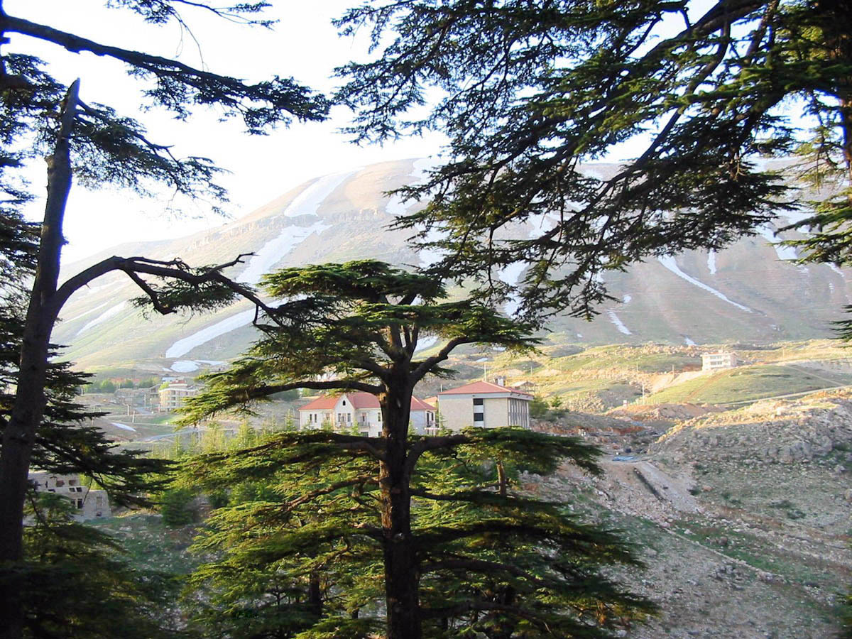 [Cedars,+with+Mount+Lebanon+in+the+background.jpg]