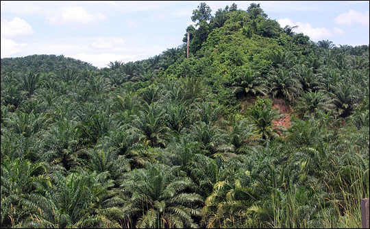 [palm_oil_plantation.jpg]