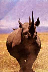 [Rinoceronte.jpg]