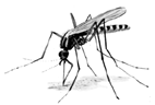 [mosquito.gif]