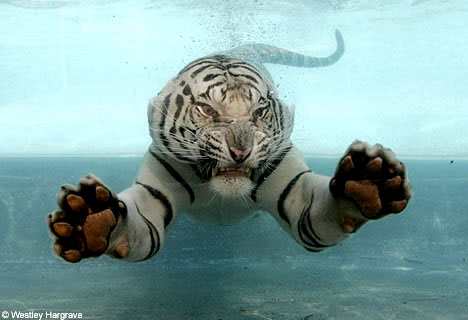 [white-tiger-swimming.jpg]