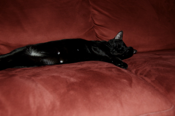 [sleepy+couch+boy.jpg]