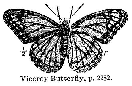 [Viceroy_Butterfly_p-2282.gif]