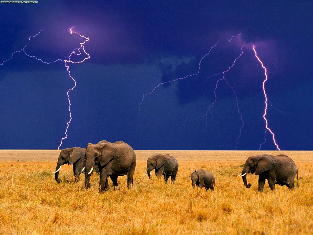 [Elephants%20in%20an%20Approaching%20Storm.jpg]