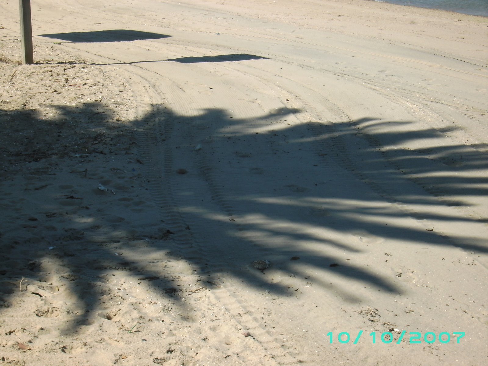 Palm shadows