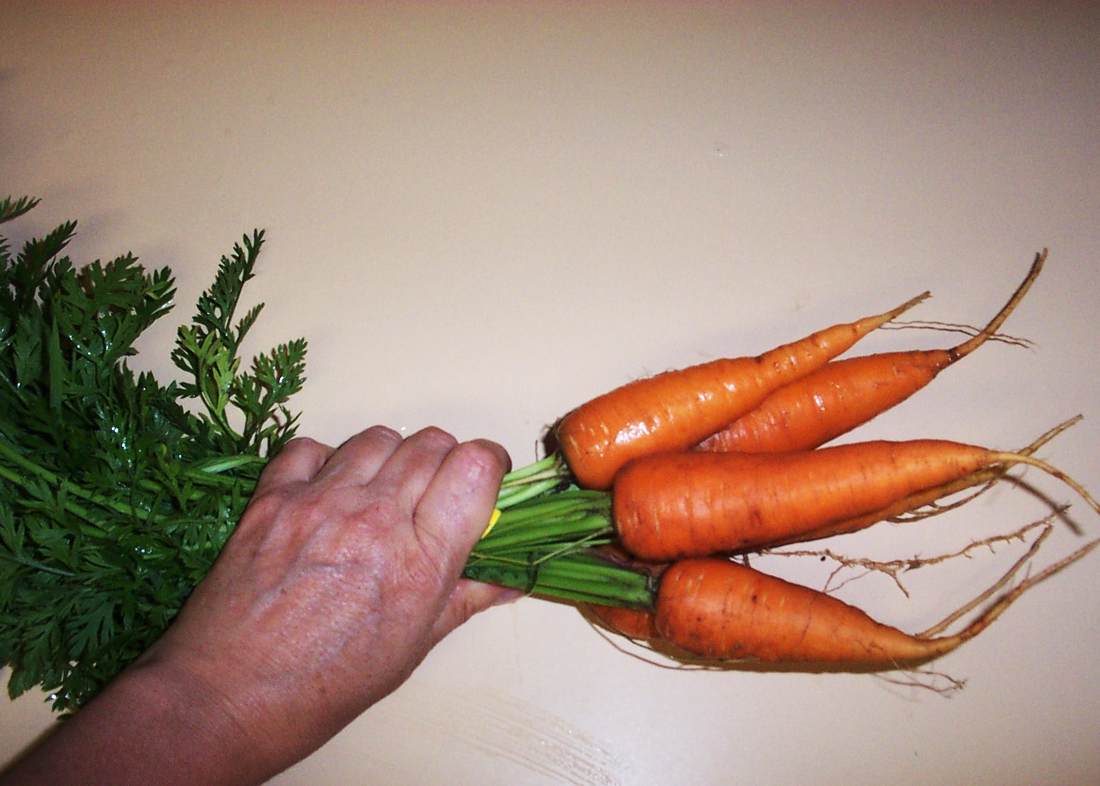 [04+Week+5+-+Carrots.JPG]