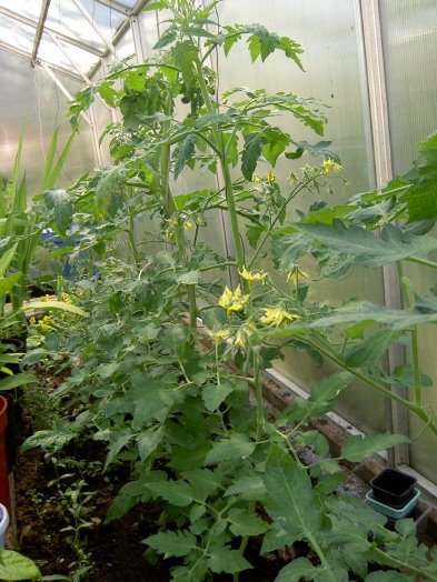 [blommande+tomatplantor.jpg]