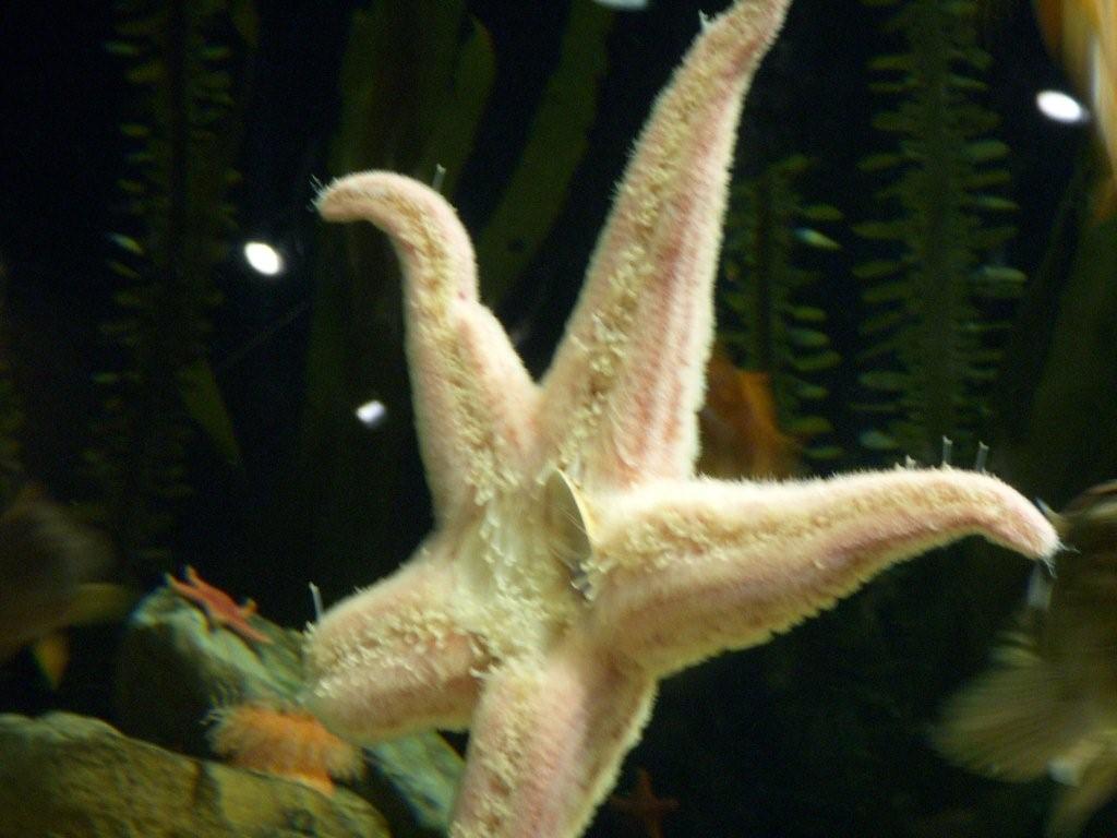[starfish+blog]